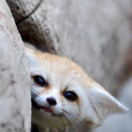 Fennec